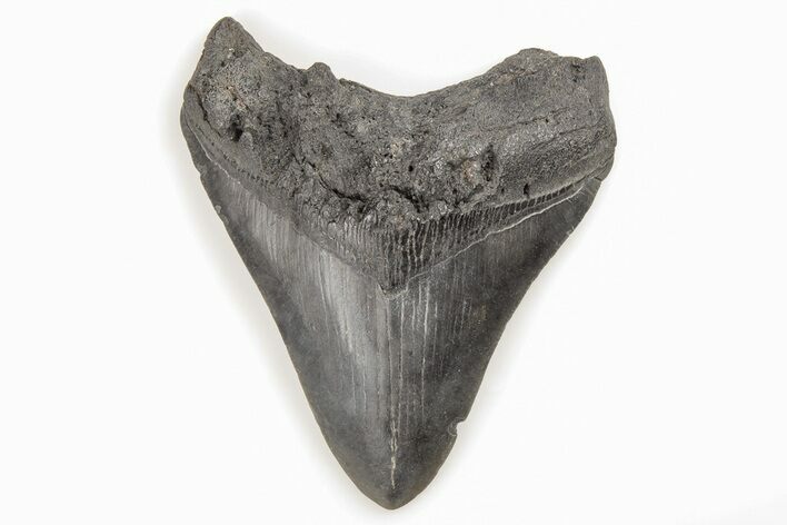 Fossil Megalodon Tooth - South Carolina #196860